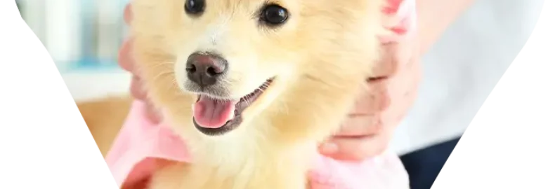 Best Mobile Dog Grooming in Dubai | Happy Puppy Grooming Boutique LLC